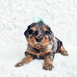 Ophelia - Merle female Bernedoodle puppy in Gaylord, Michigan from Dog Mom Co. Doodles