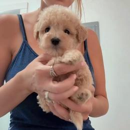 Girl 3 - Parti female Goldendoodle puppy in Clarksville, Tennessee from Tennessee Goldendoodles, since 2014