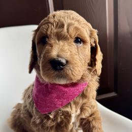 Dark Pink - Red  female Goldendoodle puppy in Lebanon, Pennsylvania from Homespundoodles