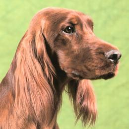 Irish Setters from Anamacara Irish Setters