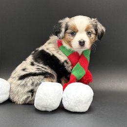Lorelei - Blue merle female Miniature Australian Shepherd puppy in Covington, Pennsylvania from Rigas Mini Aussies LLC