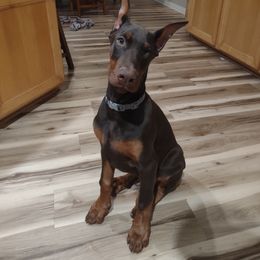 Doberman Pinscher puppies from Dom Feliksa Dobermanns