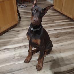 Doberman Pinscher puppies from Dom Feliksa Dobermanns