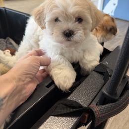Atlas - Cream male Shichon puppy in Kent, Washington from Mad Hatter Farm