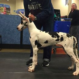 Great Dane All Grown Up from Ohana Danes