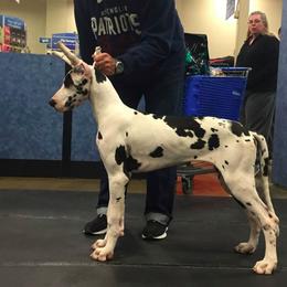 Great Dane All Grown Up from Ohana Danes