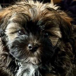 Havanese from Haslet Havanese