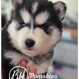 Lilly - Black and white female Pomsky puppy in Norfolk, Virginia from 'Brick'House Couture Pomskies