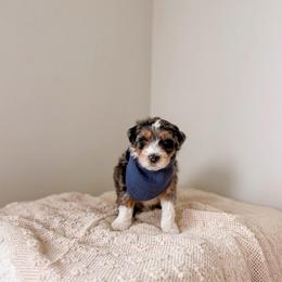 Malolos - Tri-color male Bernedoodle puppy in Cold Spring, Minnesota from A.N.A. Doodles