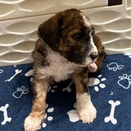 Ranger - Sable male Bernedoodle puppy in Mint Hill, North Carolina from Ball-Y-Hoo Bernedoodles