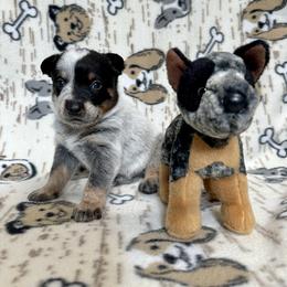 Boomer - Blue male Australian Cattle Dog puppy in Olive Hill, Kentucky from Tompkins Farm