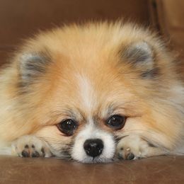 Des - Orange parti female Pomeranian puppy in Oologah, Oklahoma from GG's Pomeranians
