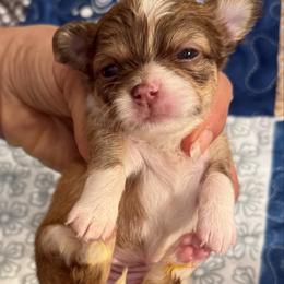 Red girl - Red and white female Chihuahua puppy in Summerfield, Florida from Uey’s Chihuahuas