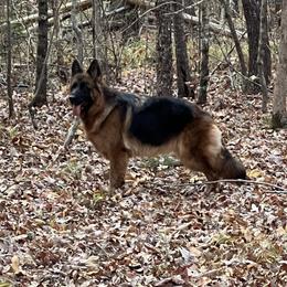 Murphy - German Shepherd