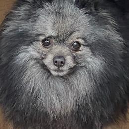 Nellie - Pomeranian