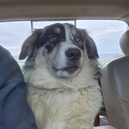 Australian Shepherd All Grown Up from Lone Tree Aussies