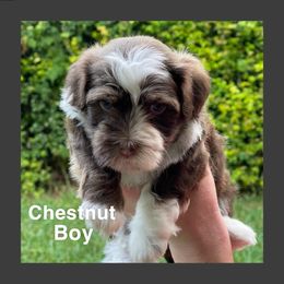 Havanese Puppies from Havareese Havanese