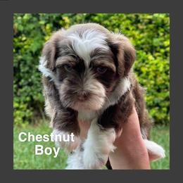 Havanese Puppies from Havareese Havanese