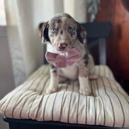 Rotini - White and red merle female Bordoodle puppy in Valley Center, California from Circle R Valley Bordoodls