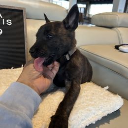 Dutch Shepherd Puppies from TecK9s