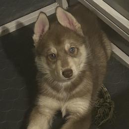 Clyde - Siberian Husky