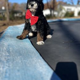 Ronald - Tri-color male Bernedoodle puppy in Mint Hill, North Carolina from DoodleForever