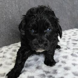 Nash - Black male Goldendoodle puppy in Eau Claire, Wisconsin from Fisher River Doodle's