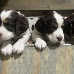 English Springer Spaniel Puppies from Desert Shadow Springers