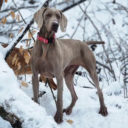 Berlin - Weimaraner