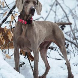 Berlin - Weimaraner