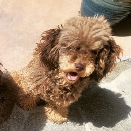 Poodles from Elite Poodle
