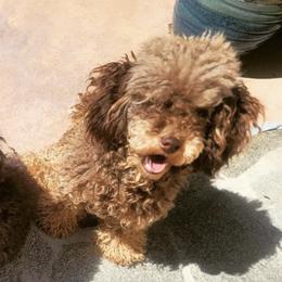 Poodles from Elite Poodle