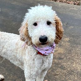 Madeline - Poodle
