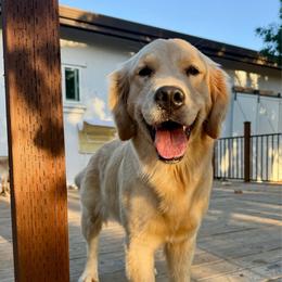 Skye - Golden Retriever