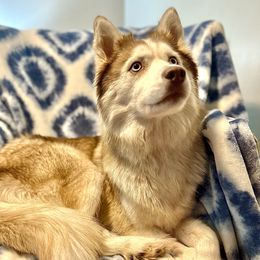 Mishka - Siberian Husky