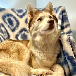 Mishka - Siberian Husky