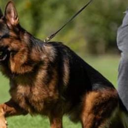 Enco - German Shepherd