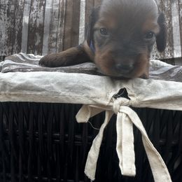 Boy Drk Blue - Dachshund puppy in Modesto, California from Lola’s Doxies