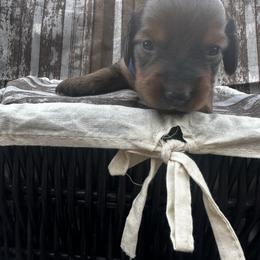 Boy Drk Blue - Dachshund puppy in Modesto, California from Lola’s Doxies
