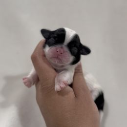 French Bulldog and Shih Tzu Puppies from Puppy Paper House