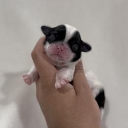 French Bulldog and Shih Tzu Puppies from Puppy Paper House