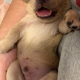 Golden Retriever Puppies from Golden Stone Retrievers ext.