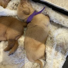 Golden Retriever Puppies from Tradershire Goldens