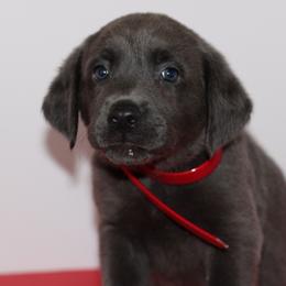 Locket - Black male Labrador Retriever puppy in Morrilton, Arkansas from Ancient Dogges Performance Dogs