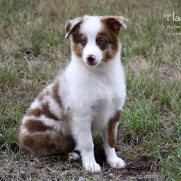 Flash - Red merle male Miniature Australian Shepherd puppy in Evant, Texas from Lazy VT Bar Ranch