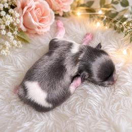 Blu tri boy - Blue and tan male Pomeranian puppy in Fayetteville, North Carolina from Tar-heel Poms