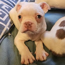 Biggie - Boston Terrier puppy in Boston, Massachusetts from Boston Collections