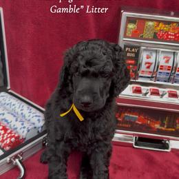 Lucky (Yellow Collar Girl) - Black female Poodle puppy in Cambridge, Wisconsin from Champagne Poodles