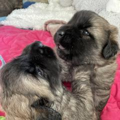 Leonberger Puppies from Sinnsro Leonbergers