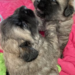 Leonberger Puppies from Sinnsro Leonbergers